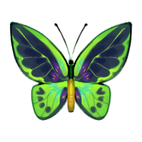 Green Bird Wing Butterfly